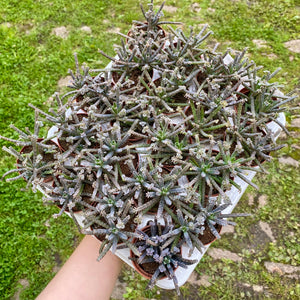 Kalanchoe Daigremontiana 'Mother of Millions'