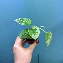 Load image into Gallery viewer, Scindapsus &#39;Silvery Ann&#39; Baby Plant
