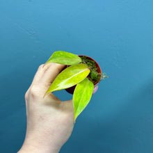Load image into Gallery viewer, Philodendron 'Painted Lady'
