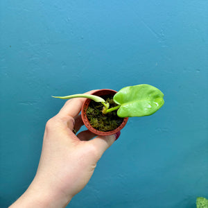 Philodendron Bipennifolium 'Golden Violin’