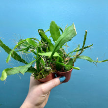 Load image into Gallery viewer, Epiphyllum Sarah Courant Propagation Pot
