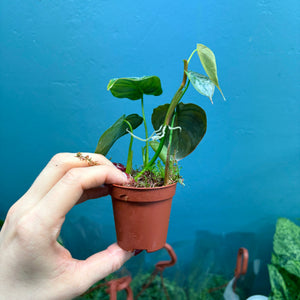 Philodendron Brandtianum Rooted Cutting Pot