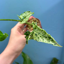 Load image into Gallery viewer, Syngonium &#39;Mojito&#39; Rooted Cutting Pot

