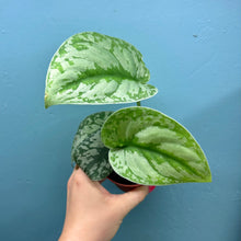 Load image into Gallery viewer, Scindapsus &#39;Trebie&#39; Rooted Cutting
