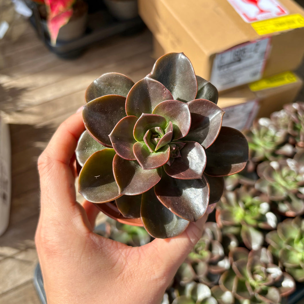 Echeveria 'Black Prince' Aff.