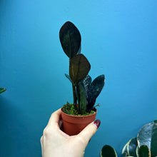 Load image into Gallery viewer, Zamioculcas Zamifolia &#39;Raven&#39; Propagation Pot
