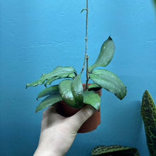 Load image into Gallery viewer, Hoya Erythrina
