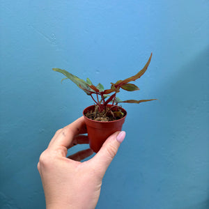 Begonia Dregei Propagation Pot (Caudex Begonia)