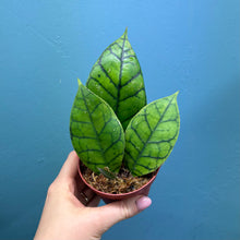 Load image into Gallery viewer, Hoya Callistophylla Propagation Pot
