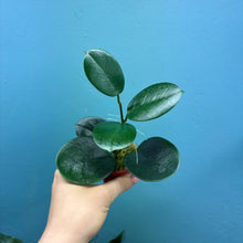Load image into Gallery viewer, Hoya Australis Propagation Pot
