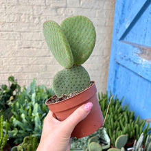 Load image into Gallery viewer, Opuntia Microdasys Inermis
