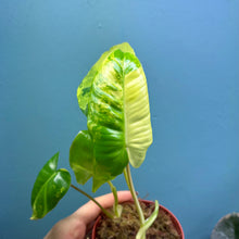 Load image into Gallery viewer, Philodendron &#39;Burle Marx&#39; Variegated Rooted Cutting
