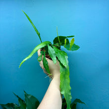 Load image into Gallery viewer, Epiphyllum Sarah Courant A
