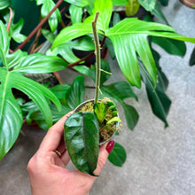 Load image into Gallery viewer, Hoya &amp; Rhipsalis Propagation Pot
