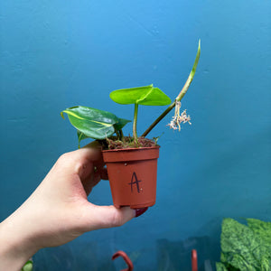 Philodendron Scandens 'Brasil' A