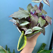 Load image into Gallery viewer, Propagation Bundle Tub 73 - Tradescantia Zebrina, Green, Gynura &#39;Purple Velvet&#39; &amp; Sansevieria
