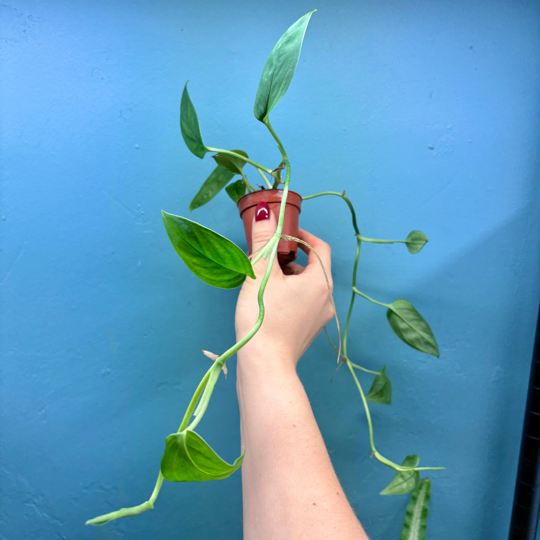 Monstera Aureopinnata aff.