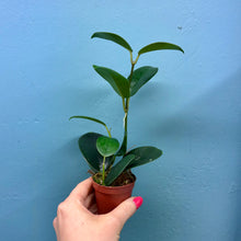Load image into Gallery viewer, Hoya Australis Propagation Pot
