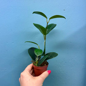 Hoya Australis Propagation Pot