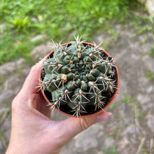 Load image into Gallery viewer, Mystery Medium Cactus Mix
