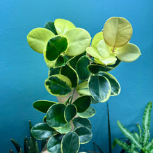 Load image into Gallery viewer, Hoya Australis Blondie
