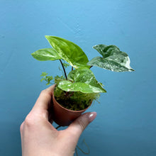 Load image into Gallery viewer, Syngonium Podophyllum Albo Variegata Rooted Cutting

