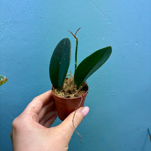 Load image into Gallery viewer, Prop Box Eviction: Bundle D Hoya
