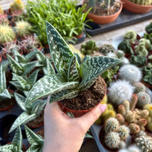 Load image into Gallery viewer, Aloe Variegata 'Magic'
