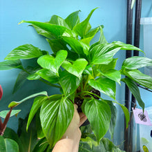 Load image into Gallery viewer, Homalomena Rubescens ‘Golden&#39;
