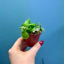 Load image into Gallery viewer, Streptocarpus &#39;Pretty Turtle&#39; Rooted Propagation Small Plant
