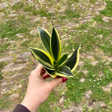 Load image into Gallery viewer, Sansevieria Trifasciata Hahnii ‘Birds Nest Snake Plant’
