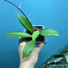Load image into Gallery viewer, Hoya Crassipetiolata Propagation Pot
