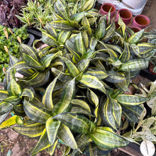 Load image into Gallery viewer, Sansevieria Trifasciata Hahnii ‘Twirl Star'
