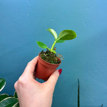 Load image into Gallery viewer, Philodendron Pittieri
