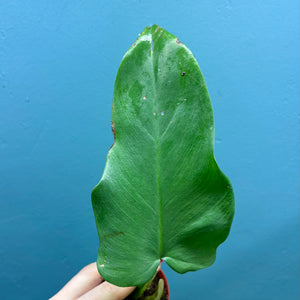 Philodendron Bipennifolium 'Golden Violin’ B