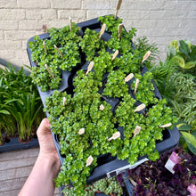 Load image into Gallery viewer, Pilea Depressa 'Baby Tears'
