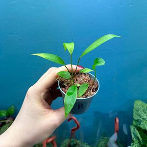 Anthurium Gracile Seedlings B