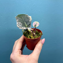 Load image into Gallery viewer, Saintpaulia Variegated 'African Violet' Propagation Small Plant
