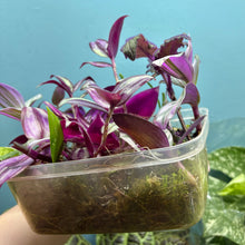Load image into Gallery viewer, Propagation Bundle Tub 84 - Tradescantia, Gynura &amp; Epiphyllum
