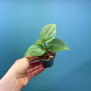 Philodendron Camposportoanum  Propagation Pot A