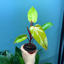 Load image into Gallery viewer, Philodendron &#39;Painted Lady&#39;
