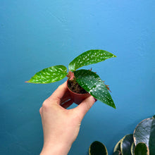 Load image into Gallery viewer, Begonia Tamaya Maculata Rooted Cutting Pot
