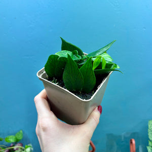 Hoya Polyneura Rooted Cuttings