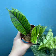 Load image into Gallery viewer, Hoya Callistophylla Propagation Pot
