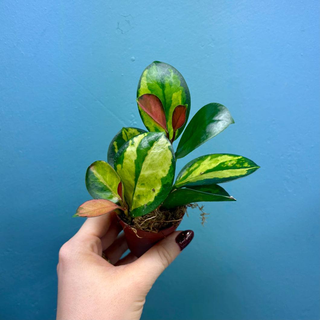 Hoya Australis Lisa Propagation Pot