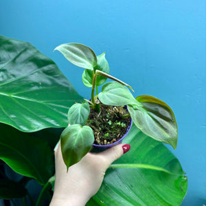 Philodendron Camposportoanum