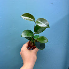 Load image into Gallery viewer, Hoya Australis Propagation Pot
