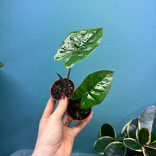 Load image into Gallery viewer, Baby Alocasia 'Yucatan Princess'
