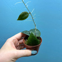 Load image into Gallery viewer, Baby Hoya Caudata Sumatra
