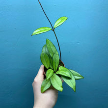 Load image into Gallery viewer, Hoya Crassipetiolata Propagation Pot
